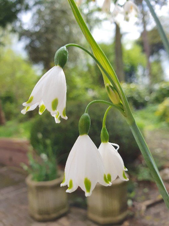 white flower